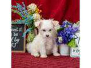 Mutt Puppy for sale in Hersey, MI, USA