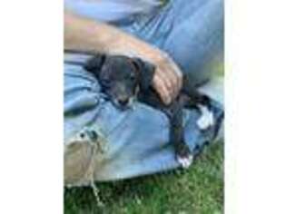 Italian Greyhound Puppy for sale in Minot, ND, USA