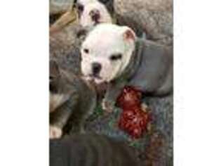 Bulldog Puppy for sale in Tecumseh, NE, USA