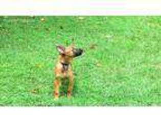 Belgian Malinois Puppy for sale in Charlotte, NC, USA