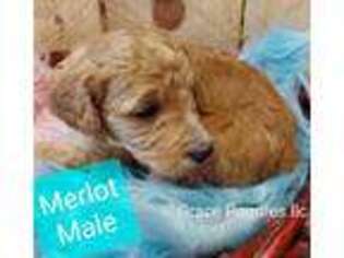 Goldendoodle Puppy for sale in Santa Fe, NM, USA
