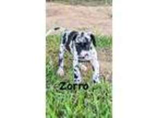 Great Dane Puppy for sale in Nocona, TX, USA