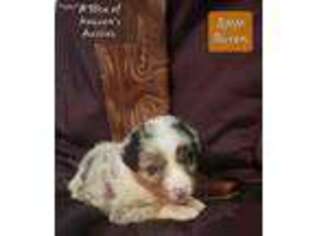 Australian Shepherd Puppy for sale in Garland, TX, USA