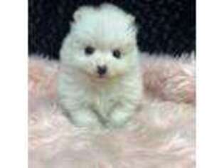 Pomeranian Puppy for sale in Greenville, GA, USA