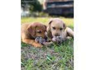 Labrador Retriever Puppy for sale in Wauchula, FL, USA