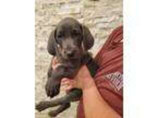 Weimaraner Puppy for sale in Vancouver, WA, USA