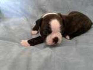 Boston Terrier Puppy for sale in Florence, KY, USA