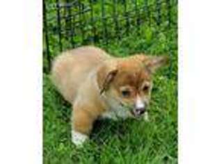Pembroke Welsh Corgi Puppy for sale in Adrian, MI, USA