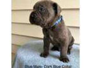 Cane Corso Puppy for sale in Newnan, GA, USA