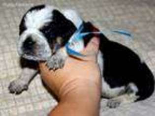 Bulldog Puppy for sale in Hallsville, TX, USA