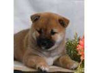 Shiba Inu Puppy for sale in Loyal, WI, USA
