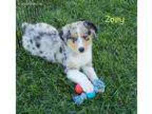 Australian Shepherd Puppy for sale in Ossian, IN, USA