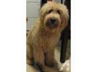 Labradoodle Puppy for sale in BANDON, OR, USA