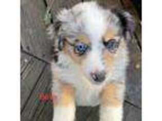 Miniature Australian Shepherd Puppy for sale in Harmony, NC, USA