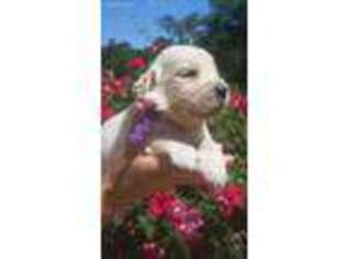 Golden Retriever Puppy for sale in North Augusta, SC, USA