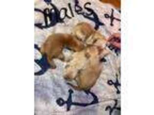 Golden Retriever Puppy for sale in Champlain, NY, USA
