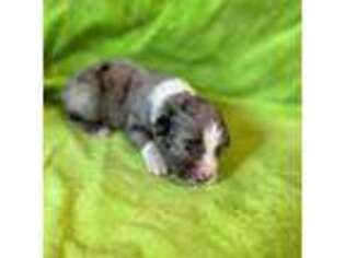 Australian Shepherd Puppy for sale in Pendleton, OR, USA