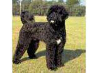 Portuguese Water Dog Puppy for sale in Scottsdale, AZ, USA