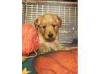 Goldendoodle Puppy for sale in Versailles, MO, USA