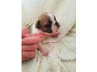 Mutt Puppy for sale in Opelika, AL, USA