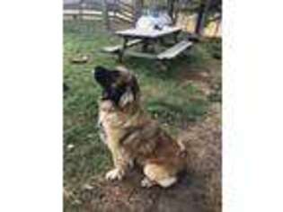 Leonberger Puppy for sale in Rexford, MT, USA