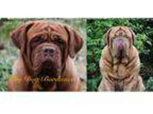 American Bull Dogue De Bordeaux Puppy for sale in North Stonington, CT, USA
