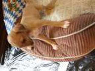 Italian Greyhound Puppy for sale in Phenix City, AL, USA