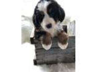 Puppyfinder Com Bernese Mountain Dog Puppies Puppies For Sale Near Me In Wisconsin Usa Page 1 Displays 10