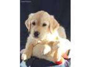 Golden Retriever Puppy for sale in Kalkaska, MI, USA