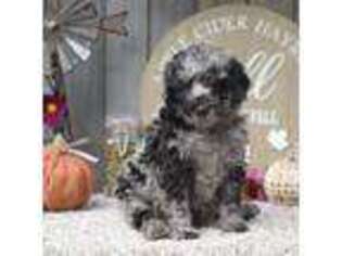 Mutt Puppy for sale in Dauphin, PA, USA