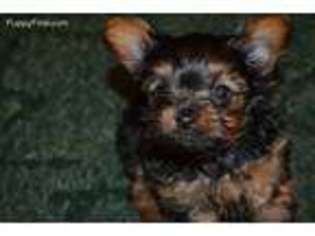 Yorkshire Terrier Puppy for sale in Warsaw, MO, USA