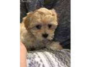 Mutt Puppy for sale in Newburyport, MA, USA