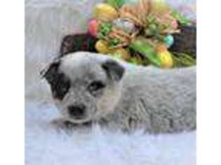 Australian Cattle Dog Puppy for sale in Winston Salem, NC, USA
