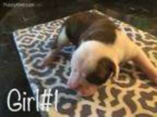 Olde English Bulldogge Puppy for sale in North Richland Hills, TX, USA