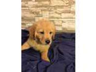 Golden Retriever Puppy for sale in Louisville, IL, USA