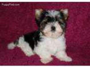 Biewer Terrier Puppy for sale in Youngstown, OH, USA