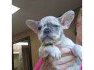 French Bulldog Puppy for sale in Oil City, PA, USA