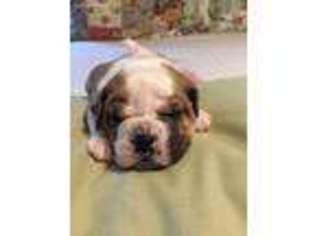 Olde English Bulldogge Puppy for sale in Brookhaven, MS, USA