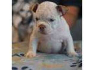 Mutt Puppy for sale in Lakeland, FL, USA
