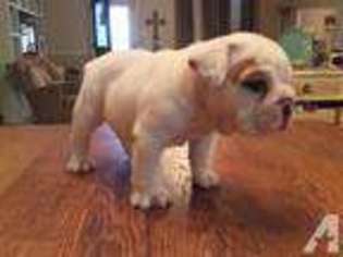 Bulldog Puppy for sale in CALERA, OK, USA