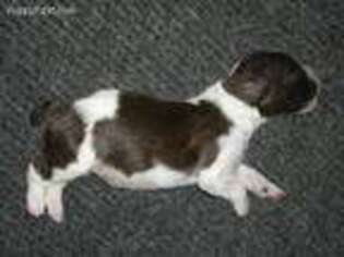 English Springer Spaniel Puppy for sale in Chireno, TX, USA