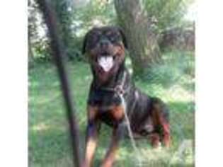 Rottweiler Puppy for sale in ROSELLE, NJ, USA
