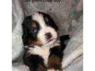 Bernese Mountain Dog Puppy for sale in Flat Rock, AL, USA