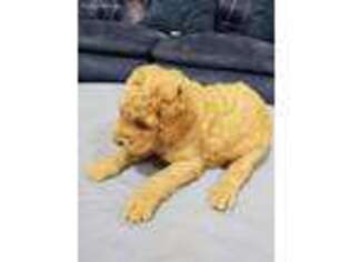 Goldendoodle Puppy for sale in Hermitage, TN, USA