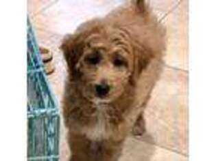 Goldendoodle Puppy for sale in Glendale, CA, USA