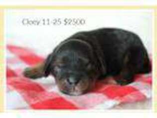 Cavapoo Puppy for sale in Center Ridge, AR, USA