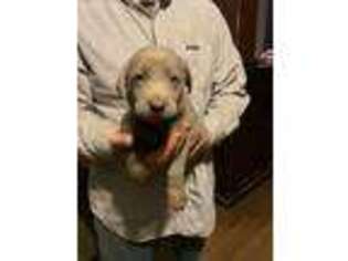 Labrador Retriever Puppy for sale in Jacksonville, IL, USA
