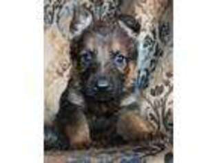 German Shepherd Dog Puppy for sale in Dewey, AZ, USA