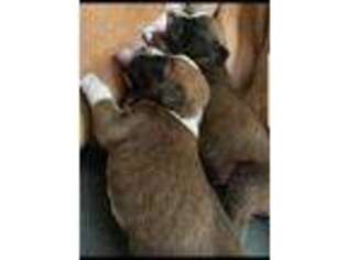 Boxer Puppy for sale in MILFORD, CT, USA