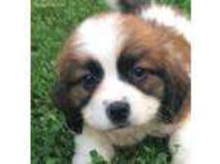 Saint Bernard Puppy for sale in West Lafayette, OH, USA